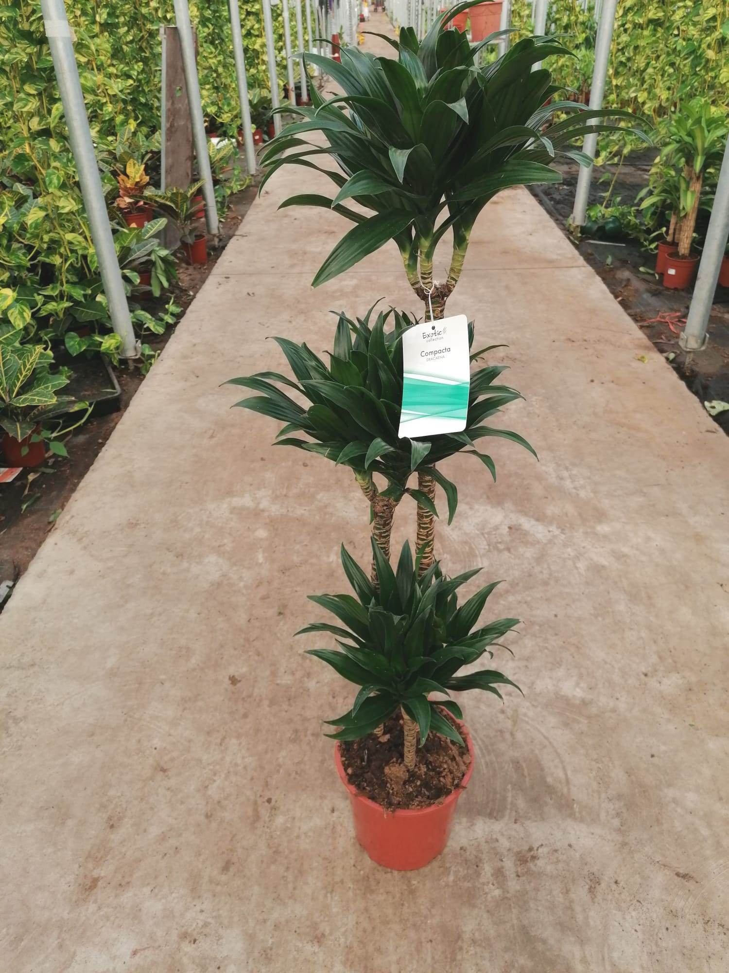 DRACAENA COMPACTA C 22 90 60 30 CM